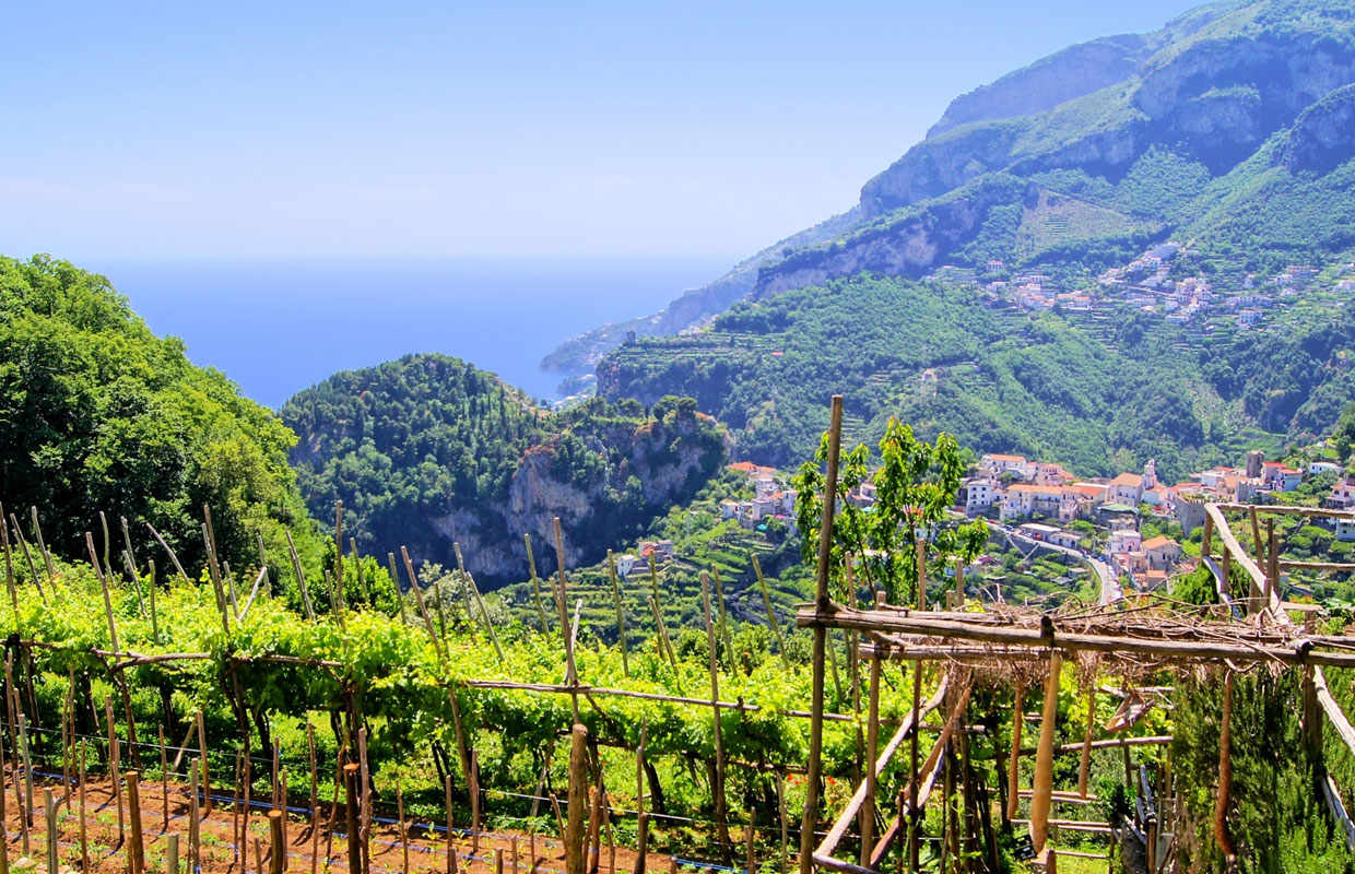 Wine Tour